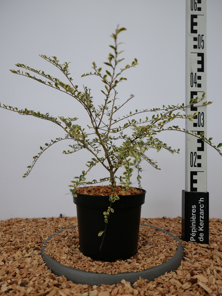 AZARA microphylla Variegata : Conteneur de 2 litres en 25 à 30 cm de hauteur.