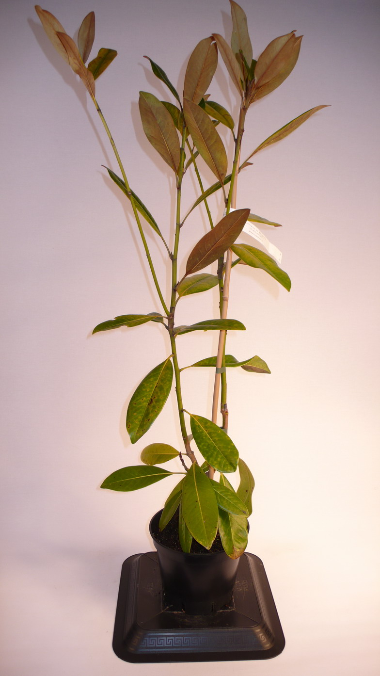 MAGNOLIA grandiflora Maryland : Conteneur de 3,5 litres en 60 à 80 cm de hauteur.