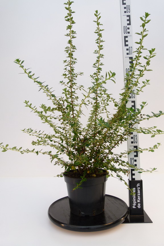 ESCALLONIA Red Elf | Escallonia Red Elf | Pépinière en ligne de Kerzarc&rsquo;h