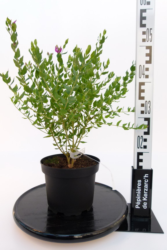 POLYGALA myrtifolia : Conteneur de 2,5 litres en 30 à 40 cm de hauteur.