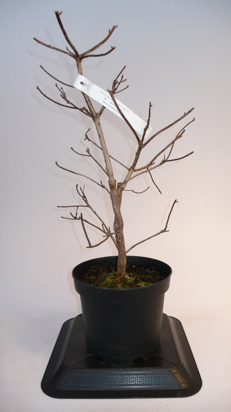 Azalées japonica, mollis & knaphill : plantation et entretien