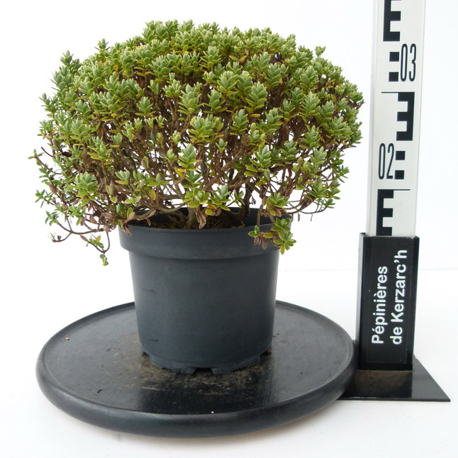 HEBE pinguifolia Sutherlandia : Conteneur de 3 litres en 30 à 40 cm de hauteur.