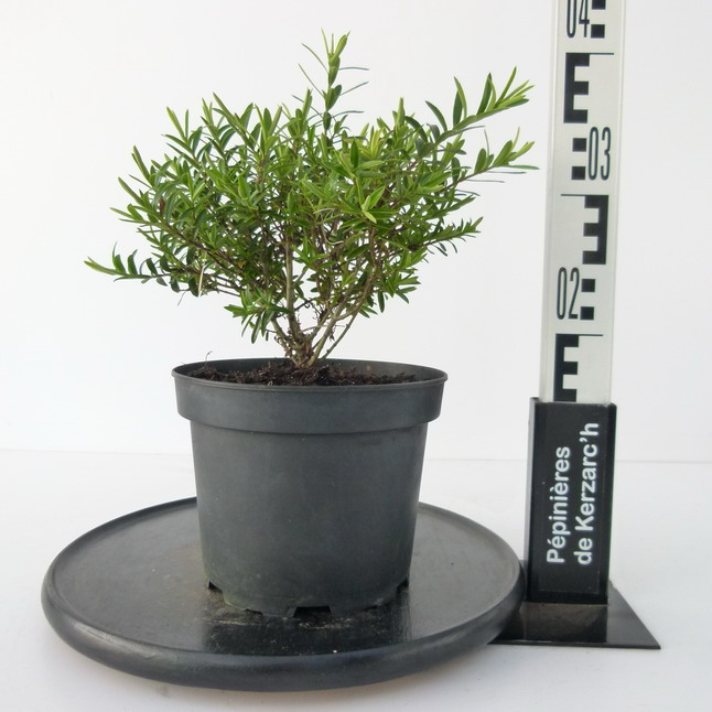 HEBE diosmifolia : Conteneur de 3 litres en 25 à 30 cm de hauteur.