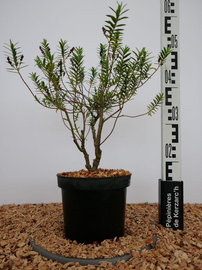 HEBE diosmifolia : Conteneur de 3 litres en 30 à 40 cm de hauteur.