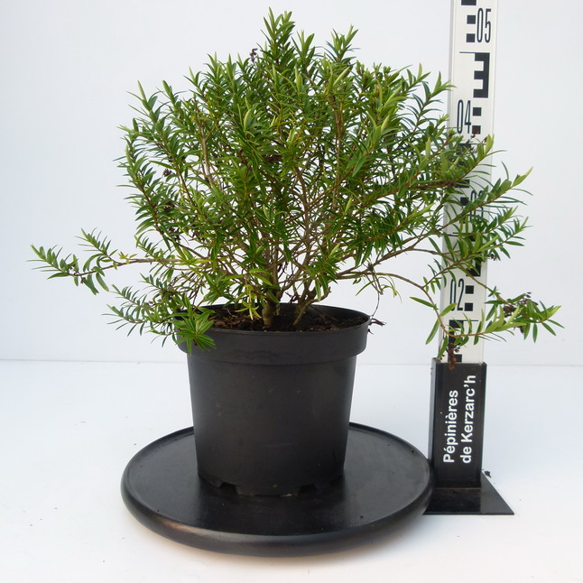 HEBE diosmifolia : Conteneur de 5 litres en 30 à 40 cm de hauteur.