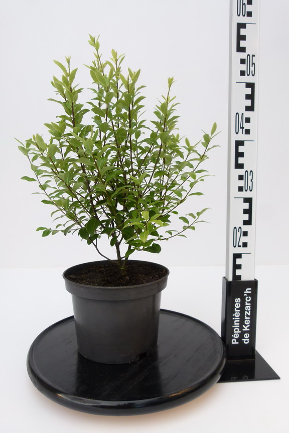 PITTOSPORUM tenuifolium Limelight : Conteneur de 3 litres en 30 à 40 cm de hauteur.