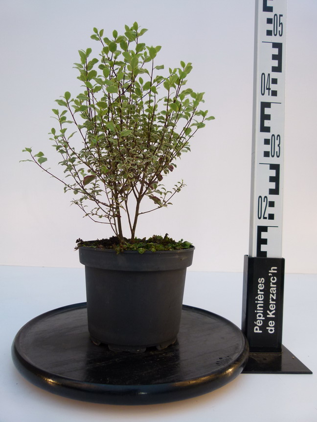 PITTOSPORUM tenuifolium Victoria : Conteneur de 2,5 litres en 25 à 30 cm de hauteur.