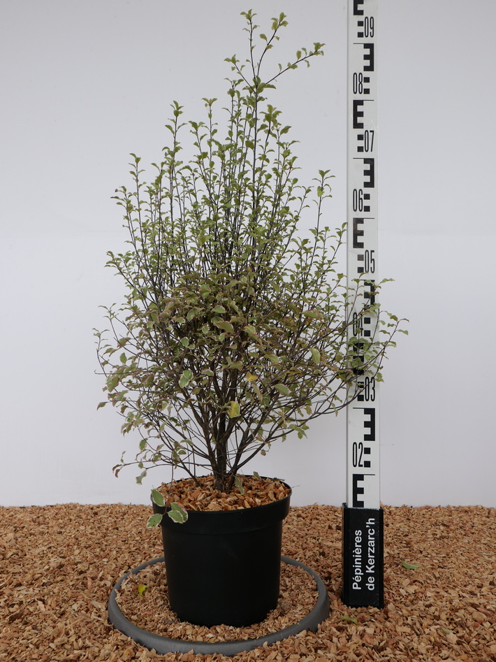 PITTOSPORUM tenuifolium Victoria : Conteneur de 4 litres en 40 à 60 cm de hauteur.