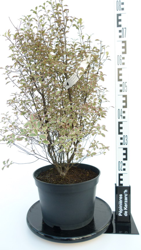 PITTOSPORUM tenuifolium Victoria : Conteneur de 7 litres en 60 à 80 cm de hauteur.
