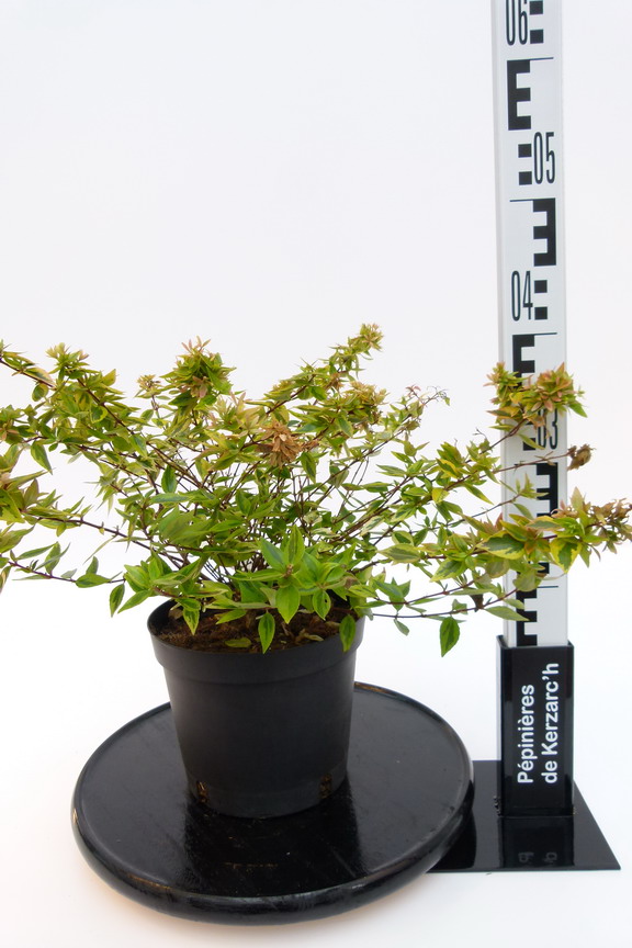 ABELIA x.grandiflora Kaleidoscope ® : Conteneur de 3 litres en 25 à 30 cm de hauteur.