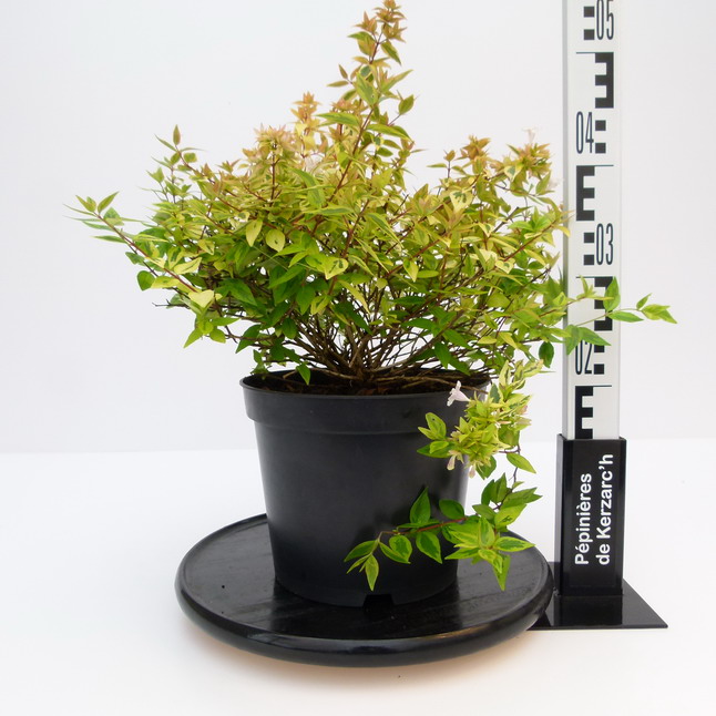 ABELIA x.grandiflora Kaleidoscope ® : Conteneur de 5 litres en 30 à 40 cm de hauteur.