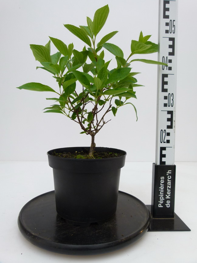 HYDRANGEA paniculata Great Star ® : Conteneur de 4 litres en 30 à 40 cm de hauteur.