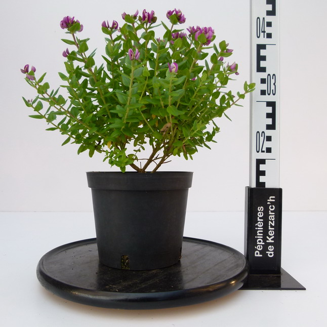 POLYGALA myrtifolia Nana : Conteneur de 3 litres en 30 à 40 cm de hauteur.