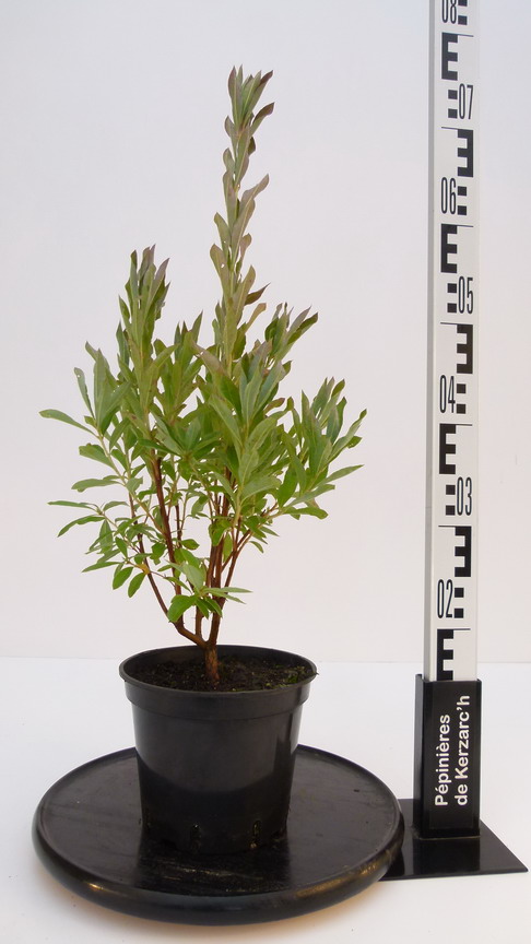 AZALEA caduque Canescens : Conteneur de 2,5 litres en 30 à 40 cm de hauteur.