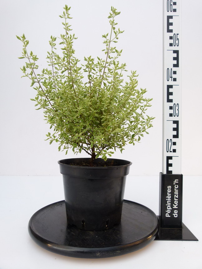 PROSTANTHERA ovalifolia Variegata : Conteneur de 3 litres en 40 à 60 cm de hauteur.
