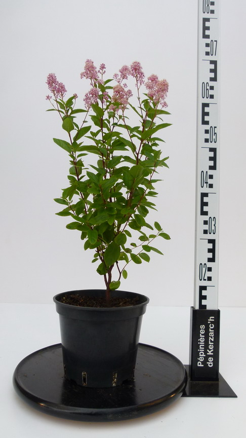 CEANOTHUS x.pallidus Marie Rose ® : Conteneur de 3 litres en 30 à 40 cm de hauteur.