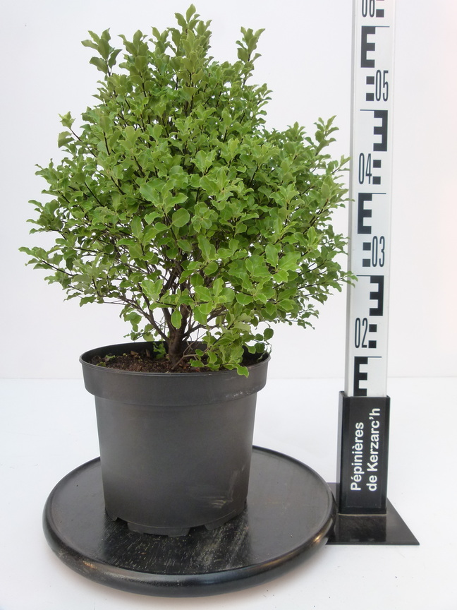 PITTOSPORUM tenuifolium Emerald Dome ® Pittosporum à petites feuilles