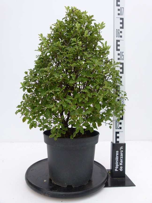 PITTOSPORUM tenuifolium Emerald Dome ® Pittosporum à petites feuilles