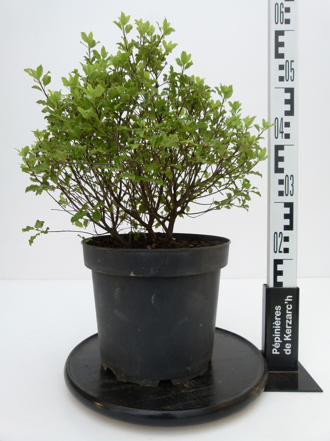 PITTOSPORUM tenuifolium Emerald Dome ® Pittosporum à petites feuilles