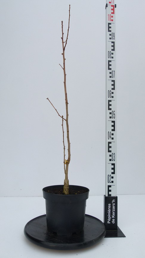 Arbre Aux Quarante écus Menhir - Ginkgo Biloba Menhir 50 Cm Pot 2,5l