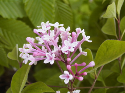 SYRINGA microphylla Superba 