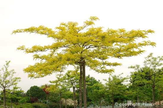 GLEDITSIA triacanthos Sunburst