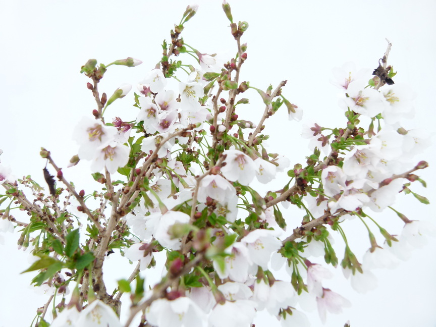 PRUNUS incisa Kojo-no-mai