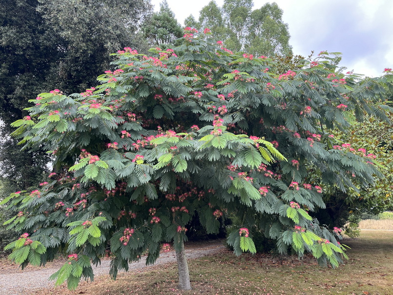 ALBIZIA julibrissin Ombrella