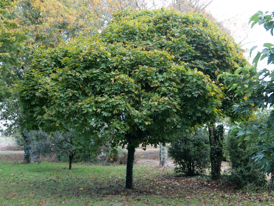 ACER platano‹des Globosum