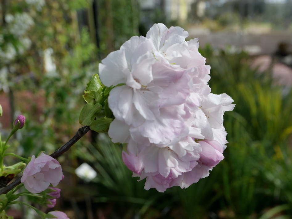 PRUNUS serrulata Amanogawa