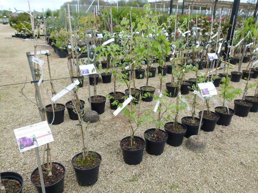 WISTERIA floribunda Macrobotrys