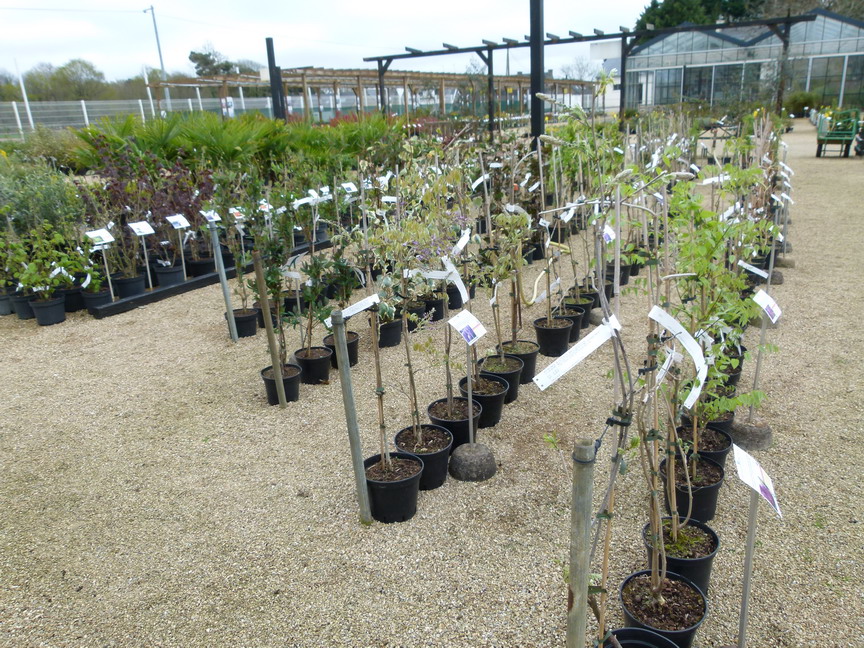 WISTERIA floribunda Violacea Plena