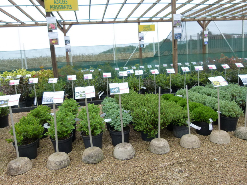 HEBE diosmifolia : véroniques variées en expo-vente.