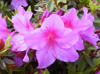 AZALEA japonaise Chelsoni