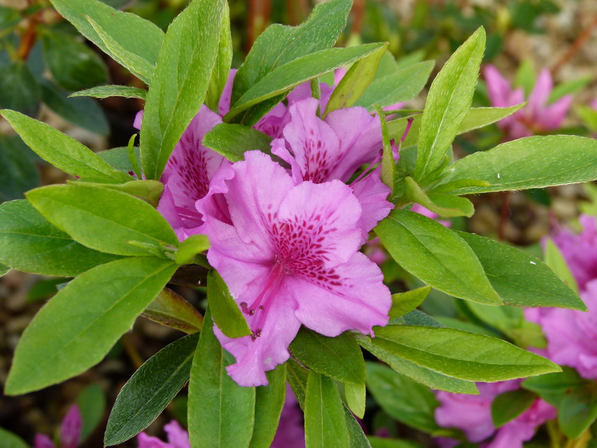 AZALEA japonaise Purple Splendour