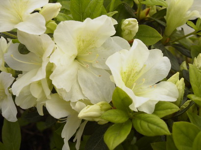 AZALEA japonaise Olga Niblett