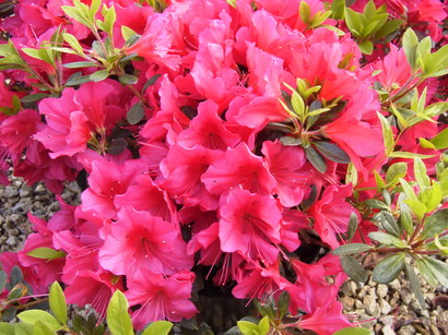 AZALEA japonaise Arabesk