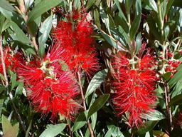 CALLISTEMON citrinus Splendens