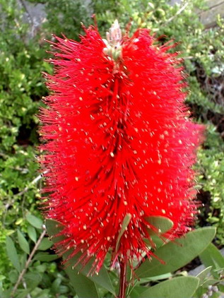 CALLISTEMON laevis