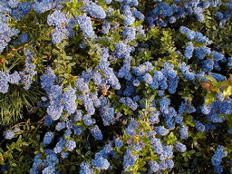 CEANOTHUS Autumnal Blue : floraison d'avril à mai. Nº16