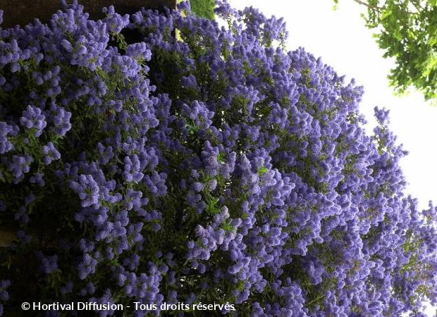 CEANOTHUS x.Concha