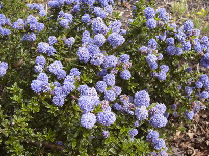 CEANOTHUS Emily Brown