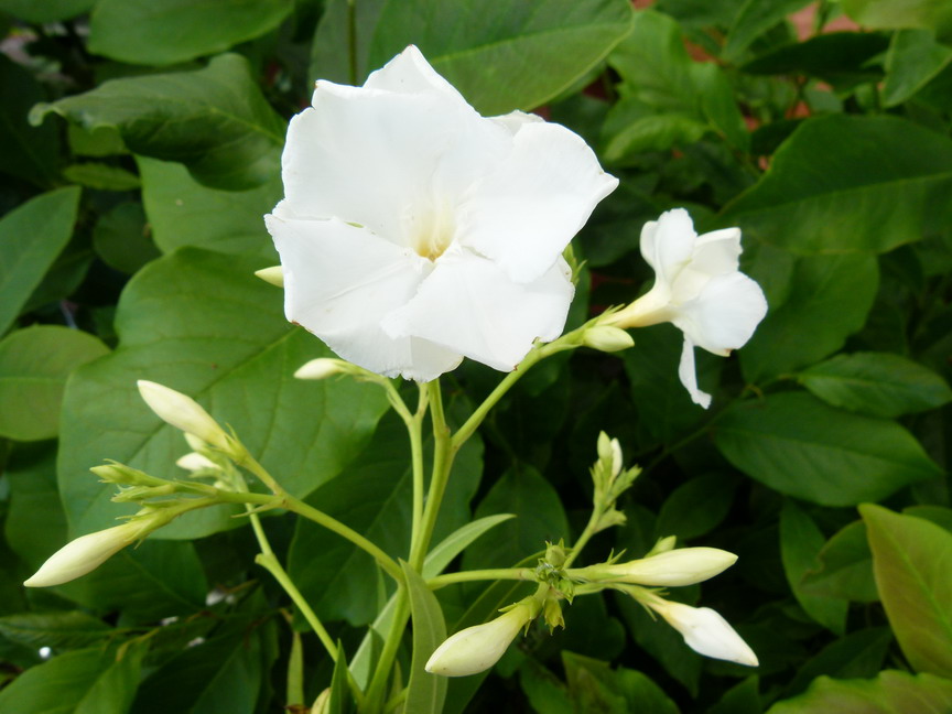 NERIUM oleander Mont Blanc