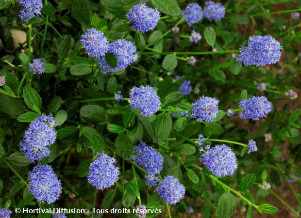 CEANOTHUS arboreus Skylark : floraison de mai à juin. Nº23