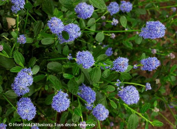 CEANOTHUS arboreus Skylark