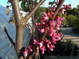 CERCIS siliquastrum