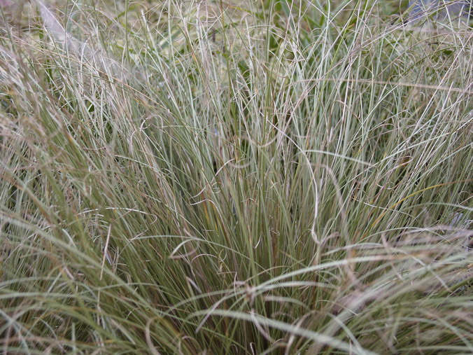 CAREX comans Frosted Curls