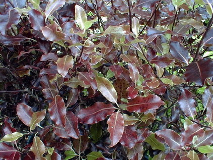 PITTOSPORUM tenuifolium Purpureum