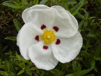 CISTUS x.loretii