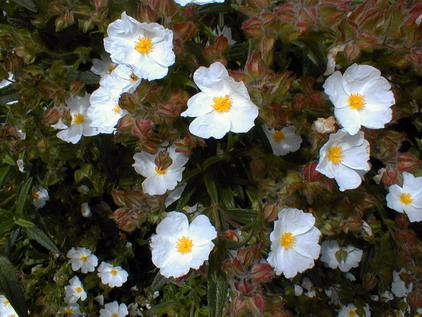 CISTUS monspeliensis